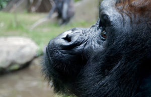 western lowland gorilla physical characteristics
