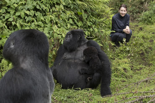 Gorilla Permits in Rwanda, Congo and Uganda  – Price, Availability and Cancellation