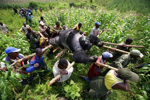 Senkwekwe Centre Mountain Gorilla Orphanage in Virunga National Park