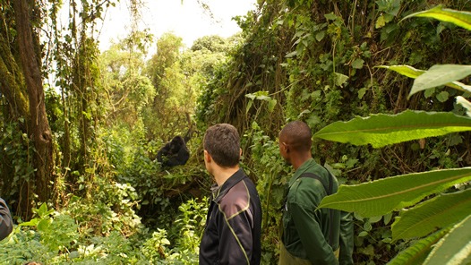 2 Days Congo Gorilla Tour – Starting from Goma or Kigali