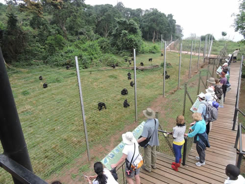 Ngamba Chimpanzee Sanctuary Tour – Prices and Volunteering