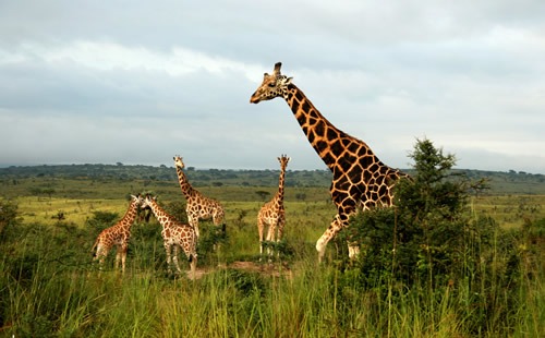 2 Days Murchison Falls National Park Safari