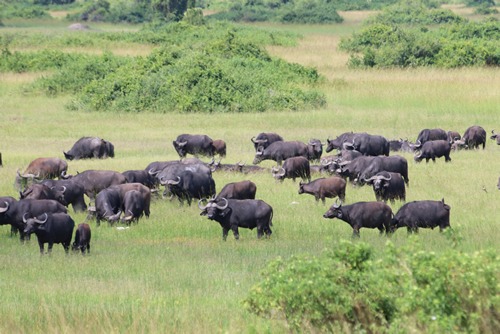 2 Days Queen Elizabeth National Park Safari