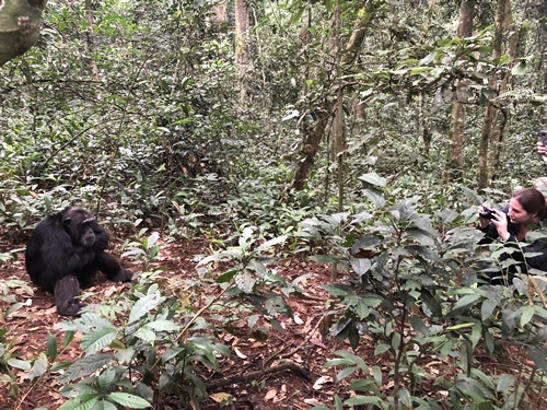 Chimpanzee Trekking in Kibale National Park