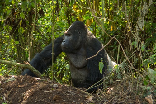 Eastern Lowland Gorillas – Weight, Height and Size