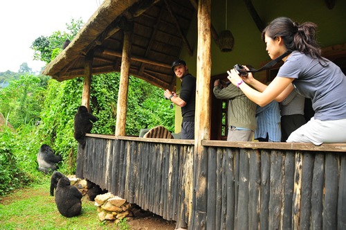 Uganda Gorilla Permit Discounts