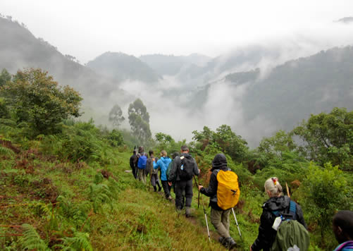 How Hard and Difficult is Gorilla Trekking in Uganda?