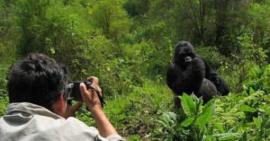 Uganda gorilla permit discounts