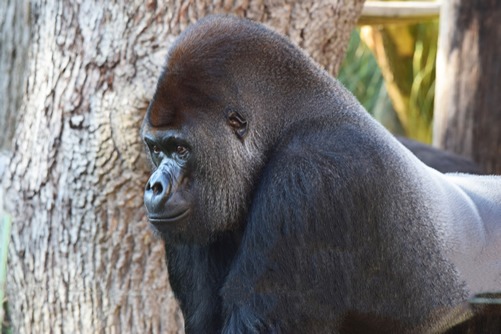 The Different Gorilla Species and Subspecies - Types of Gorillas